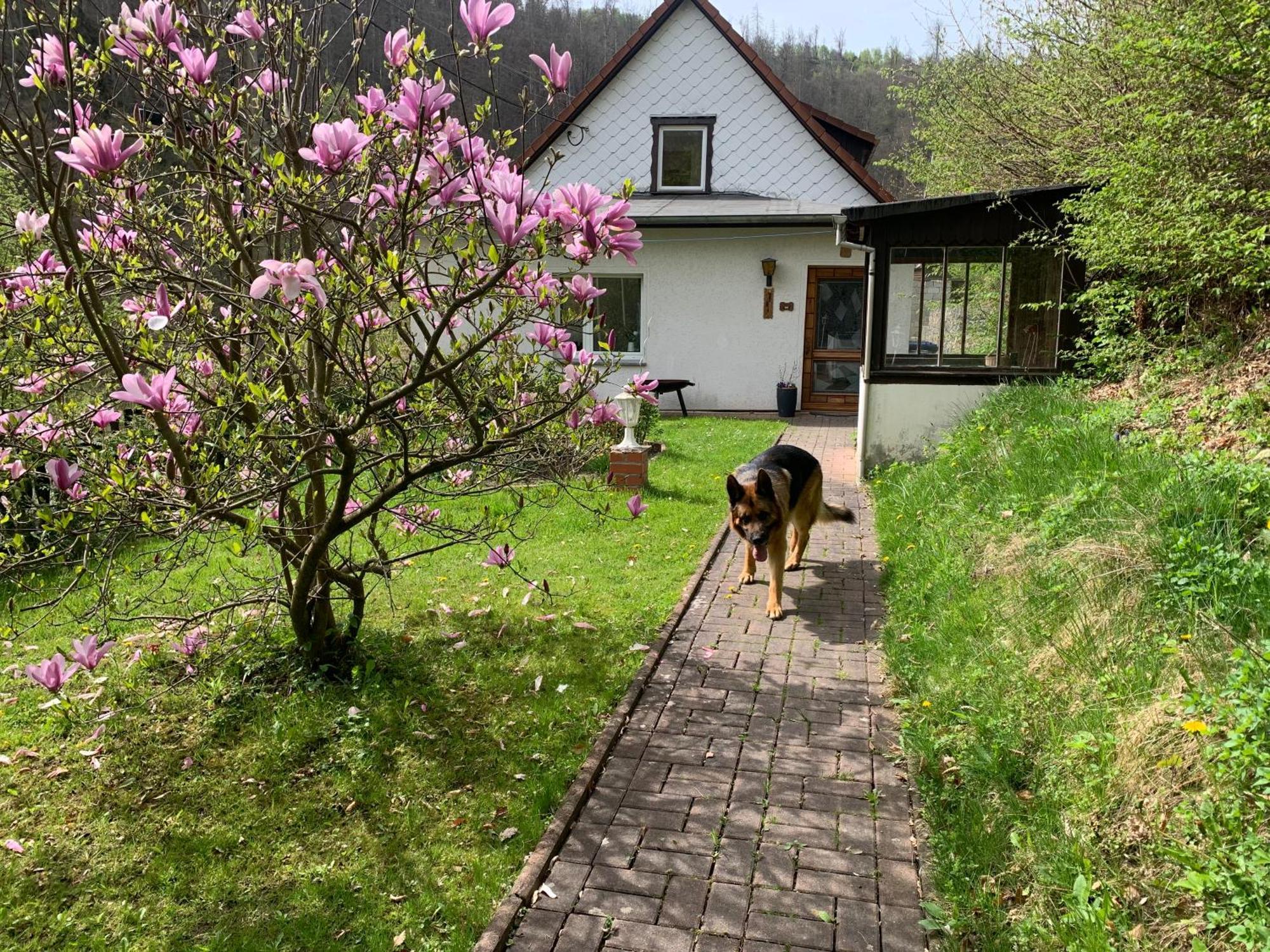 Ferienhaus Andrea Am Bodetal Treseburg Esterno foto